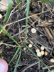 Crucibulum cyathiforme