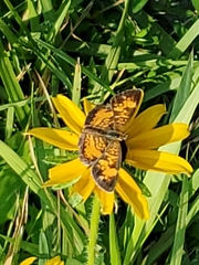 Phyciodes tharos