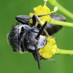 Sphecodes heraclei