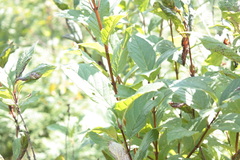 Lonicera involucrata