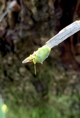 Brontocoris nigrolimbatus