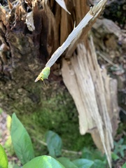 Brontocoris nigrolimbatus