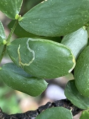 Insecta