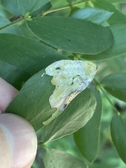 Insecta