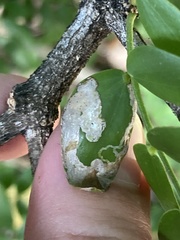 Insecta