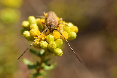 Crossidius testaceus