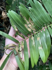 Insecta