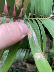 Insecta