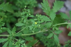 Potentilla rivalis