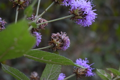 Vernonia alamanii