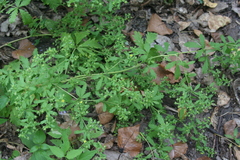 Potentilla rivalis