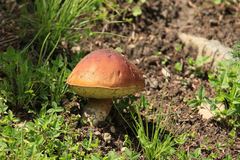 Boletus rubriceps