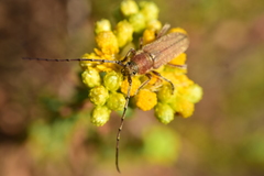 Crossidius testaceus