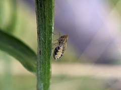 Dicranotropis hamata