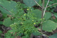 Potentilla rivalis
