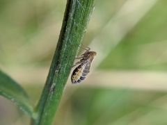 Dicranotropis hamata