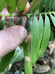 Insecta