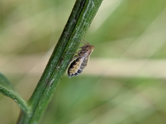 Dicranotropis hamata