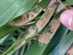 Insecta