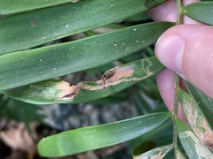 Insecta