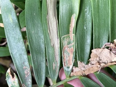 Insecta
