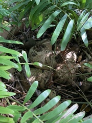Insecta