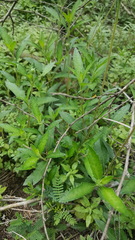 Wedelia acapulcensis