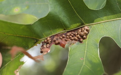 Melikaiella ostensackeni