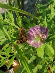 Polites peckius