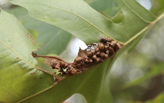 Melikaiella ostensackeni