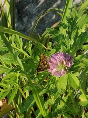 Polites peckius