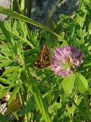 Polites peckius