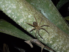 Araneae