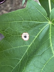 Acericecis ocellaris