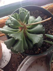 Adromischus cristatus