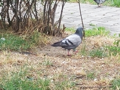 Columba livia domestica
