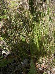 Carex tumulicola