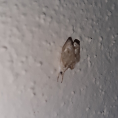 Lipocosma nigripictalis