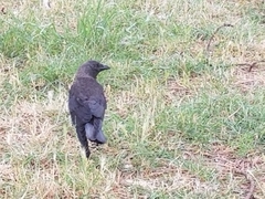 Corvus monedula