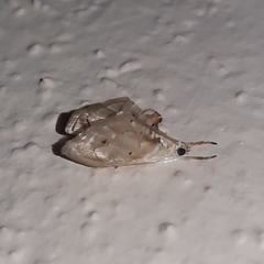 Lipocosma nigripictalis