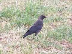Corvus monedula