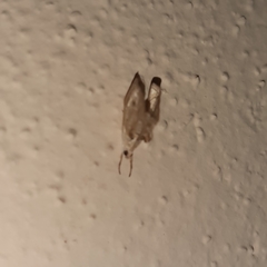 Lipocosma nigripictalis