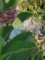 Colias