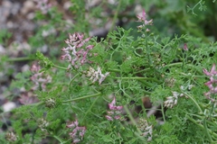 Fumaria densiflora
