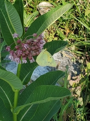 Colias