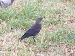 Corvus monedula