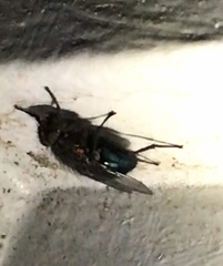 Xenocalliphora