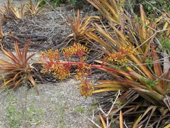 Aechmea leptantha