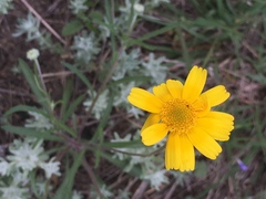 Tetraneuris linearifolia