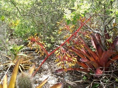 Aechmea leptantha
